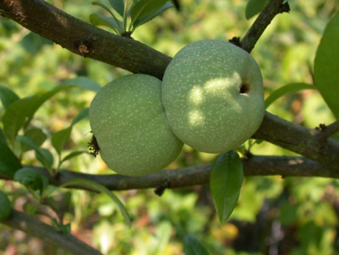 svarainis